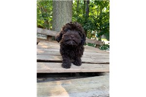 Umal - Shih-Poo - Shihpoo for sale