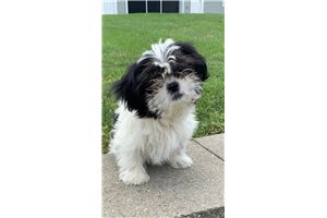 Eddie - Shih Tzu for sale