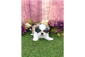 Ella - Shih Tzu for sale