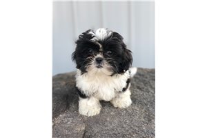 Ellis - Shih Tzu for sale