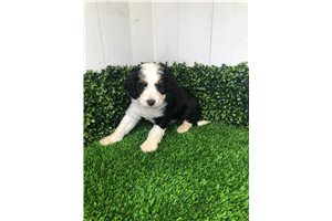 Ruie - Bernedoodle, Mini for sale