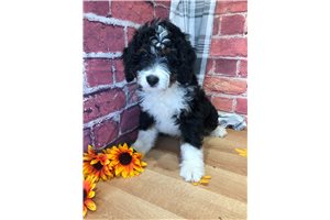 Rolo - Bernedoodle, Mini for sale