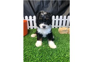 Rhoya - Bernedoodle, Mini for sale