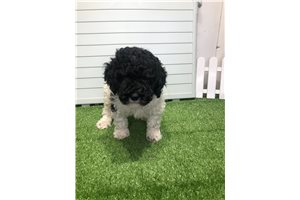 Jimini - Poodle, Miniature for sale