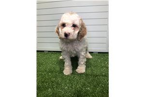 Jenny - Poodle, Miniature for sale