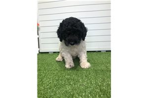 Jenae - Poodle, Miniature for sale