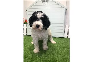 Jemma - Poodle, Miniature for sale