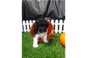 Jeena - Poodle, Miniature for sale
