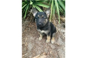 Cleo - German Shepherd for sale