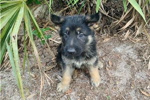 Shadow - German Shepherd for sale