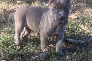 Sabine - Cane Corso Mastiff for sale