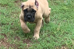 Stella - Cane Corso Mastiff for sale