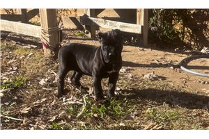 Alexa - puppy for sale