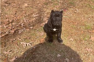 Alfred - puppy for sale