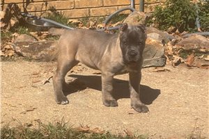 Sabine - Cane Corso Mastiff for sale