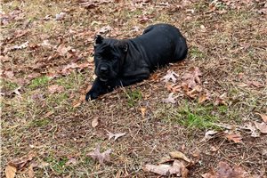 Alaya - Cane Corso Mastiff for sale