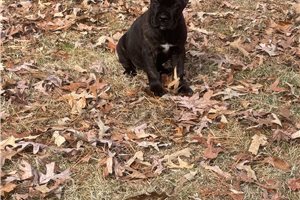 Alexander - puppy for sale
