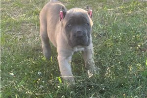Sabine - Cane Corso Mastiff for sale