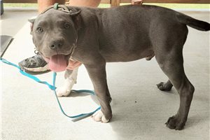 Sawyer - American Bully for sale