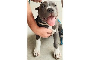 Markus - American Bully for sale