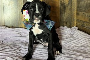 Kurtis - Boxer for sale