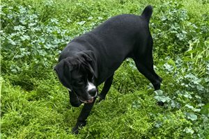 Bobbie - Boxer for sale