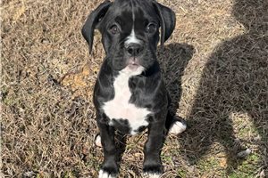 Beth - puppy for sale