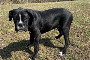 Kurtis - Boxer for sale