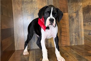 Axel - puppy for sale