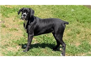Bobbie - Boxer for sale