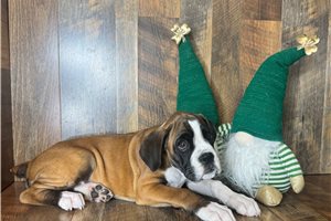 Katye - Boxer for sale