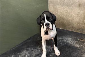 Axel - Boxer for sale