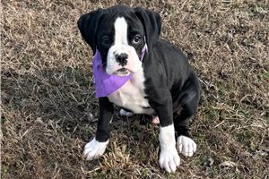 Baxter - puppy for sale