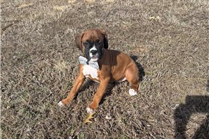 Brittain - Boxer for sale