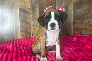 Katye - Boxer for sale