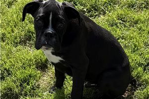 Kurtis - Boxer for sale