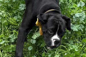 Benjamin - Boxer for sale