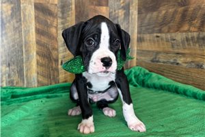 Kyle - puppy for sale