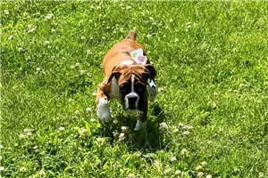 Gwen - Boxer for sale