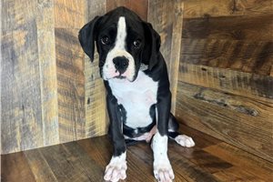 Kyle - Boxer for sale