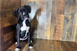 Beth - Boxer for sale