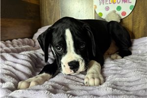 Kyle - Boxer for sale