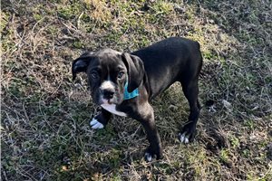 Bobbie - Boxer for sale