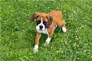Gus - Boxer for sale