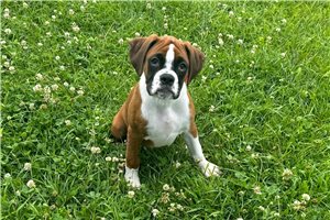 Gabby - Boxer for sale