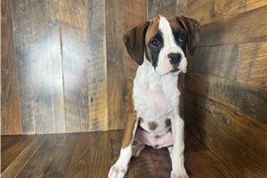 Brittany - Boxer for sale