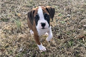Brittany - puppy for sale
