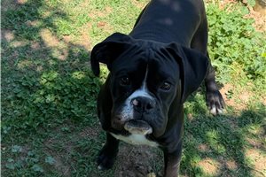 Benjamin - Boxer for sale