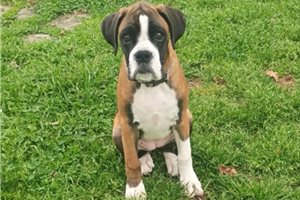 Katye - Boxer for sale