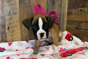 Kloe - puppy for sale